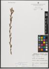 Foto von Salix triandra subsp. triandra L.